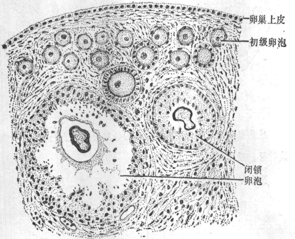 图416 初级卵泡-人体解剖组织学-医学